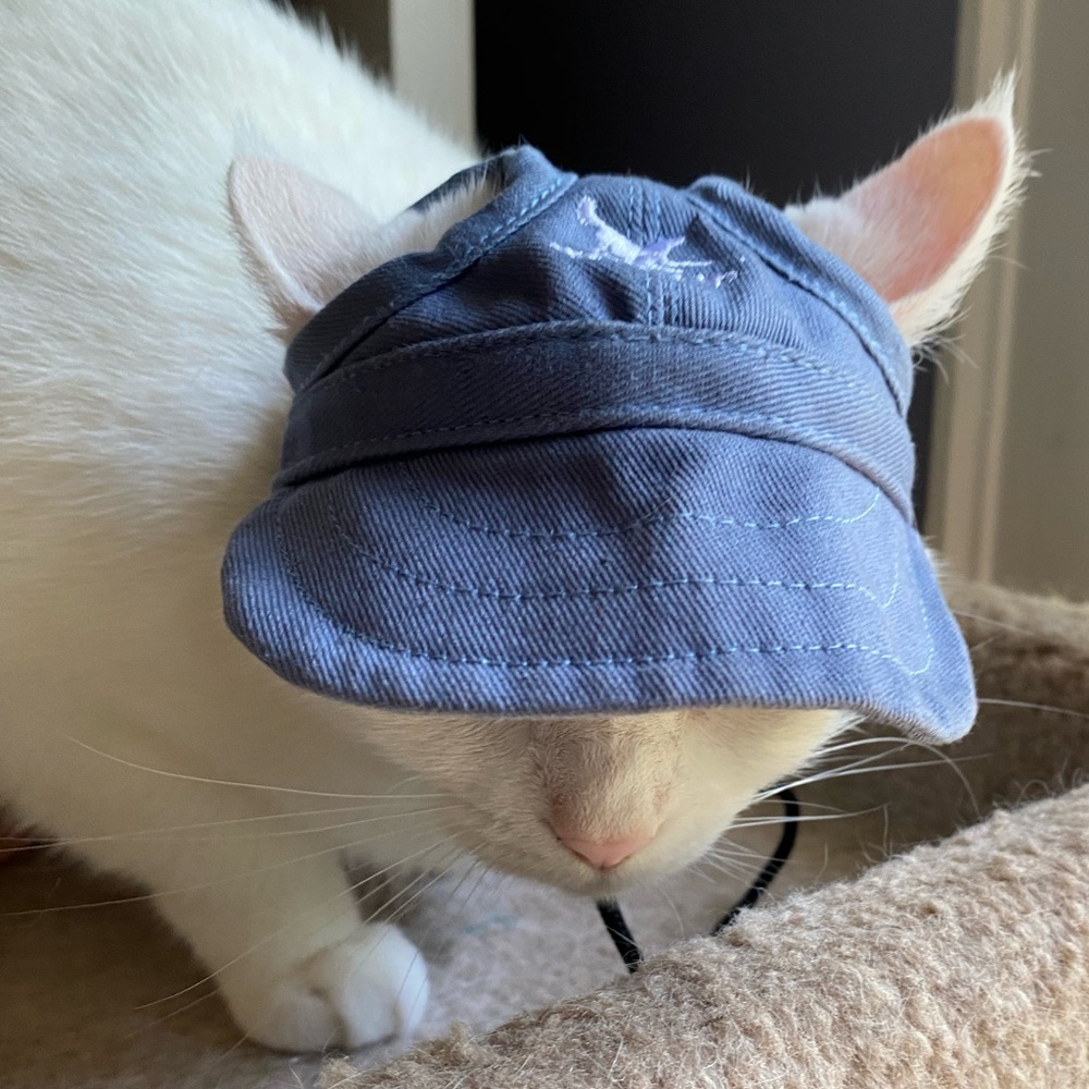 Dog Hat Adjustable Strap Blue Gift Size Smalll Puppy